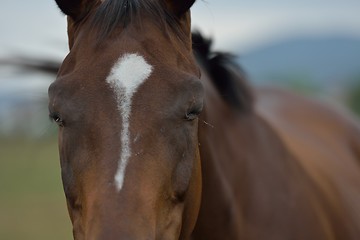 Image showing horse