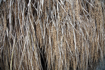 Image showing Drying rice after harvest