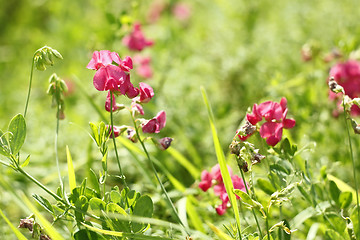 Image showing Red flowers of leguminous plant