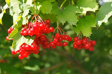 Image showing Viburnum berries on the bush