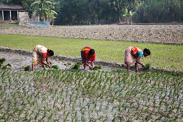 Image showing Rural women working in rice plantation in Kumrokhali, West Bengal, India