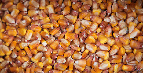 Image showing Sweet corn