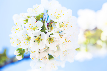 Image showing Cherry blossom