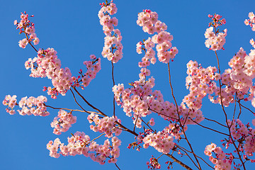 Image showing Spring sakura blossom