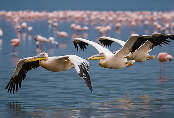 Image showing Great White Pelican (Pelecanus onocrotalus)