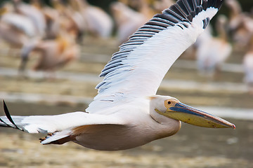 Image showing Great White Pelican (Pelecanus onocrotalus)