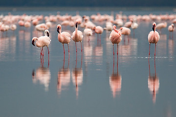 Image showing Flamingos on Lake Nakuru