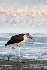 Image showing Marabu Stork (Leptoptilos crumeniferus)