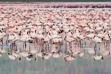 Image showing Thousands of Flamingos on Lake Nakuru