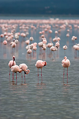 Image showing Flamingos on Lake Nakuru