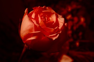 Image showing Red rose