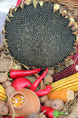 Image showing Autumn Harvest