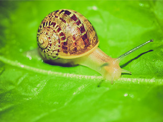 Image showing Retro look Snail slug