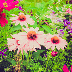 Image showing Retro look Daisy flower