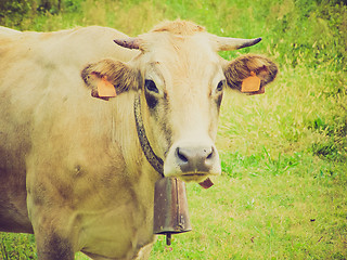 Image showing Retro look Cow picture
