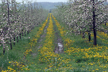 Image showing Blossoming apple garden in spring