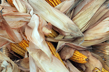 Image showing Maize cobs