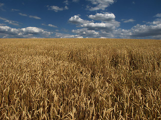 Image showing Gold and Blue