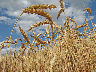 Image showing Harvesting