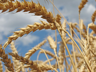 Image showing Harvesting