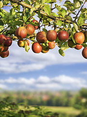Image showing apples on a brunch