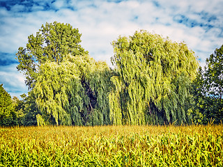 Image showing weeping willows behind a corn field