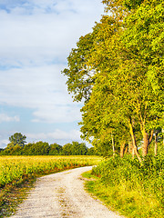 Image showing path with trees and fields