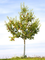 Image showing Apple tree in evening sun