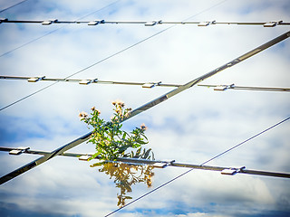 Image showing Plant on solar panel