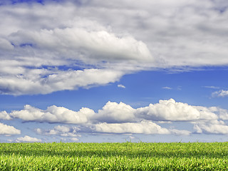 Image showing green grass and blue sky
