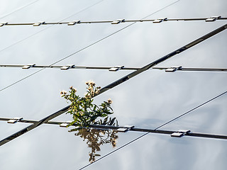 Image showing Solar panel with plant