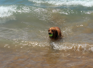 Image showing Dog on the shore of the sea plays in the water.