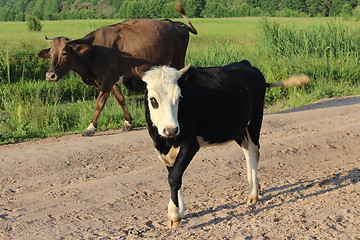 Image showing cows coming back from pasture