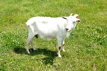 Image showing goat grazing on a green pasture