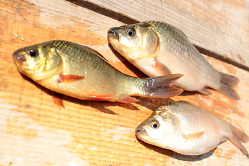 Image showing caught red and white crucians on the wood