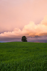 Image showing Lonely tree on the barley field