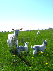 Image showing Goat and kids running on a pasture