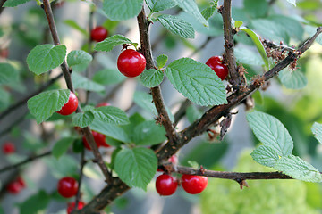 Image showing red berry of ripe cherry hanging on the branch