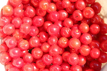 Image showing red berry of Prunus tomentosa