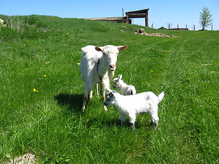 Image showing Goat and kids running on a pasture