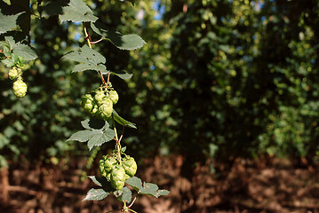 Image showing Hop garden in Kent, England