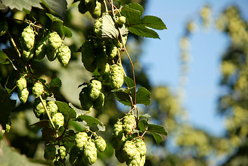 Image showing Hop vines against a blue sky