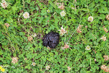 Image showing heap of horse in the flowers of clover