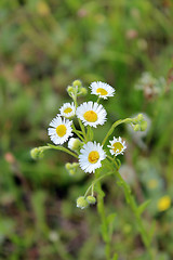 Image showing two white beautiful chamomiles