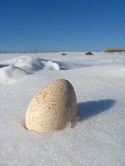 Image showing egg of turkey lying on the snow