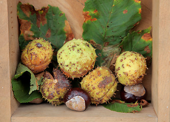 Image showing Chestnuts