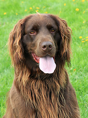 Image showing Portrait of German Short-haried Pointing Dog