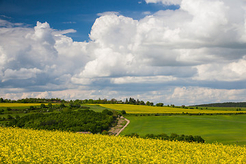 Image showing Rape field and blue sky