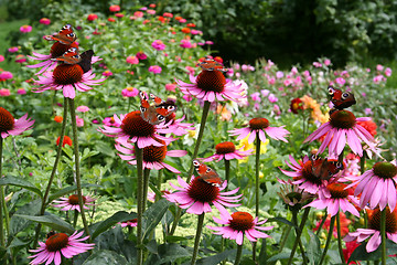 Image showing Secret garden