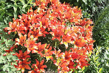 Image showing beautiful red lilies